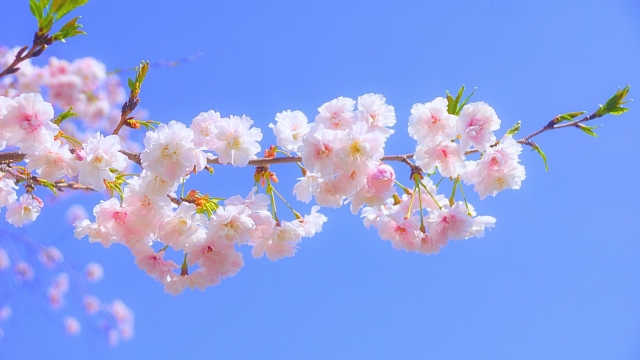 ぼっちぼろまる【桜風】の桜